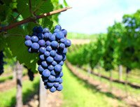  Як садити виноград навесні і восени: покрокове керівництво та майстер класи