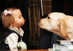  Яку вибрати собаку для дитини   найкраща собака для дитини