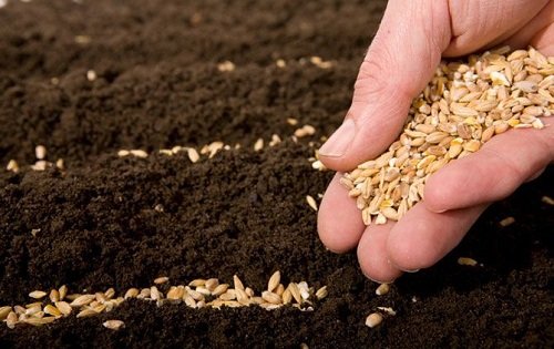 Місячний посівний календар на 2016 рік Місячний посівний календар на 2016 рік