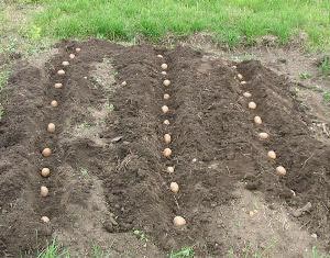  Як садити картоплю