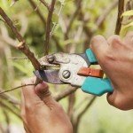 Місячний календар садівника на квітень 2017 року Місячний календар садівника на квітень 2017 року