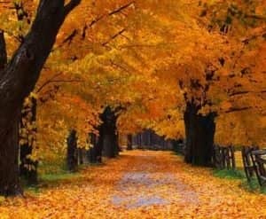 chomu voseni listya na derevah zhovtye opadaye 300x247 Чому восени листя на деревах жовтіє і опадає?