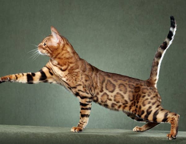 0b19d1ab88b0dcfa5cd5b888c4b4dd51 Найдорожчі кішки в світі: ціна та фото Топ 10 породи кішок