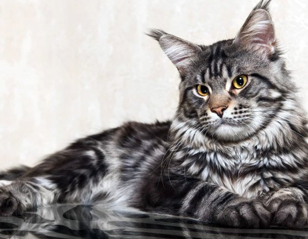 15573298895804f862f6ff326a118fd3 Найдорожчі кішки в світі: ціна та фото Топ 10 породи кішок