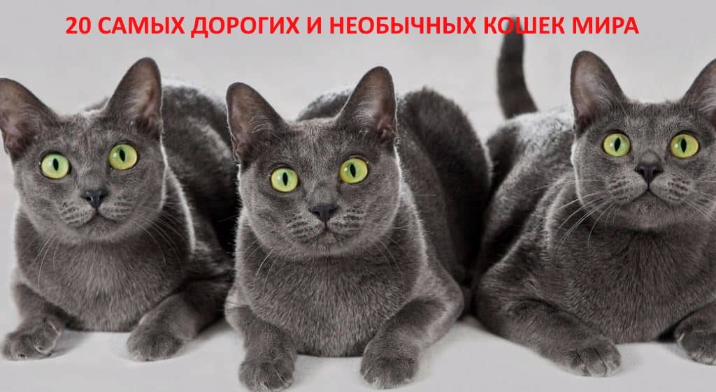 5e437f5aab484428bf022352d54e518f Найдорожчі кішки в світі: ціна та фото Топ 10 породи кішок