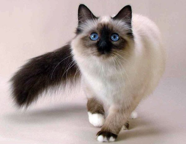 b272c33d41f0ba4b1a897d2ca5f0ad15 Найдорожчі кішки в світі: ціна та фото Топ 10 породи кішок