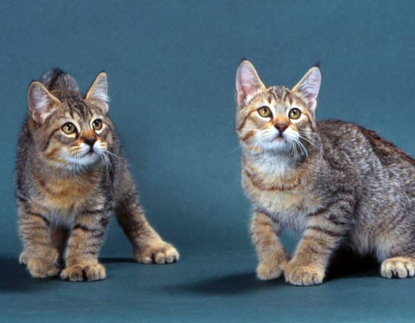 d6d68986a6c0bd864412b2f9a851ce2f Найдорожчі кішки в світі: ціна та фото Топ 10 породи кішок