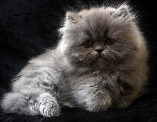 faff9ebcef76e18fcd62f37087a84364 Найдорожчі кішки в світі: ціна та фото Топ 10 породи кішок