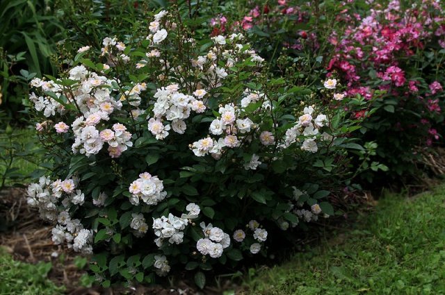 05a253f508eb1a4de2cf13bf0b45d971 Китайська троянда садова багаторічна: опис + фото