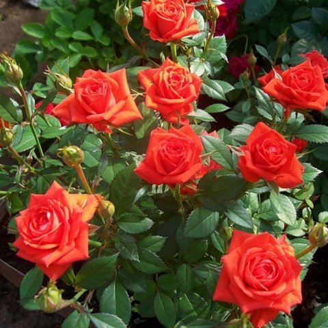3ab46968ca139b923b61d0f16bbe9c4a Мініатюрні троянди: сорти з фото