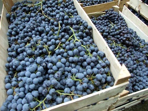 5c06168c0f8d57545461390c75faed6b Домашнє вино з винограду сорту Молдова