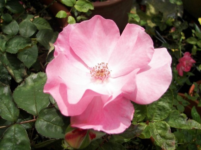 7209b125302a12258d98dec311829552 Роза багатоквіткова вечноцветущая міні Садовий Аромат: вирощування