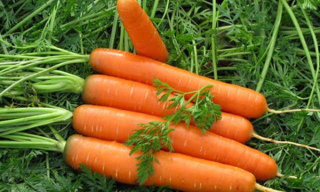 9da966da23213a0f6e6639b44306ea4b Коли садити моркву в Сибіру