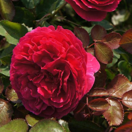 b30b5bcc6aa69790feab1923db293566 Піоноподібні троянди: фото, опис сортів