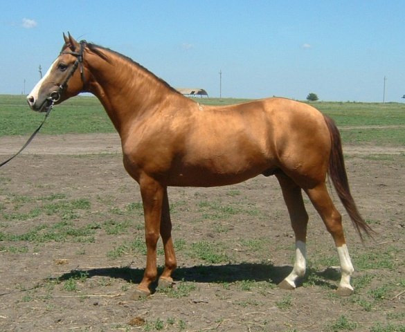 5c31208dd58faee3f19ff44ba048f16e Буденновская кінь: опис породи, фото, характеристика