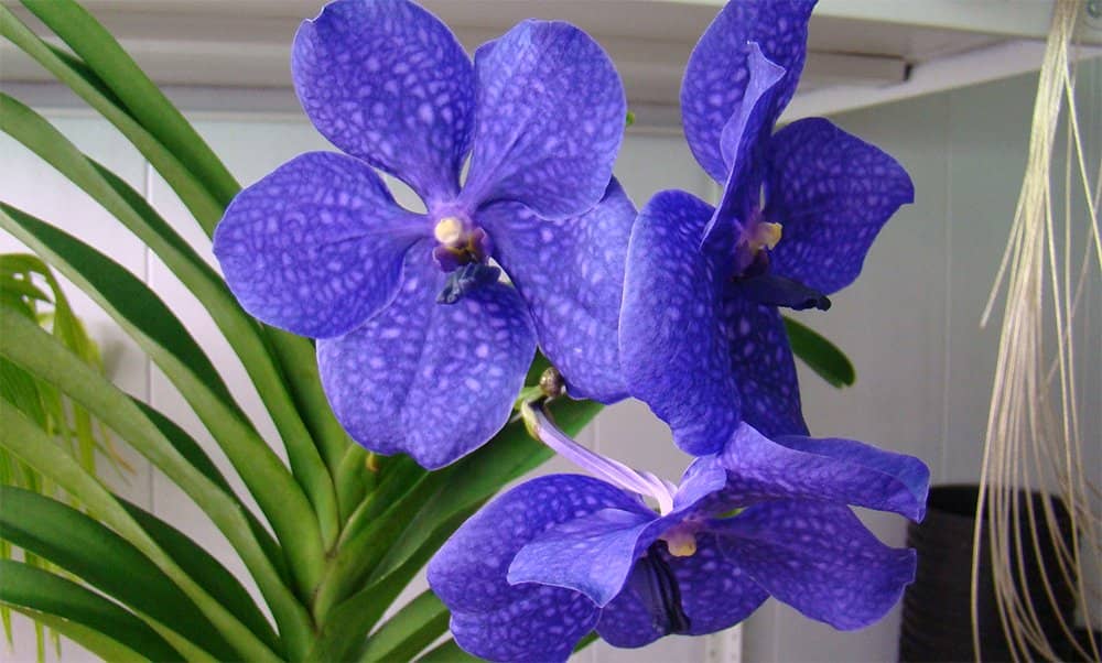 17888be5b1fb1d9f12063a1b3db122f5 Як доглядати за орхідеями в домашніх умовах в горщику, щоб цвіла: фото, догляд після покупки