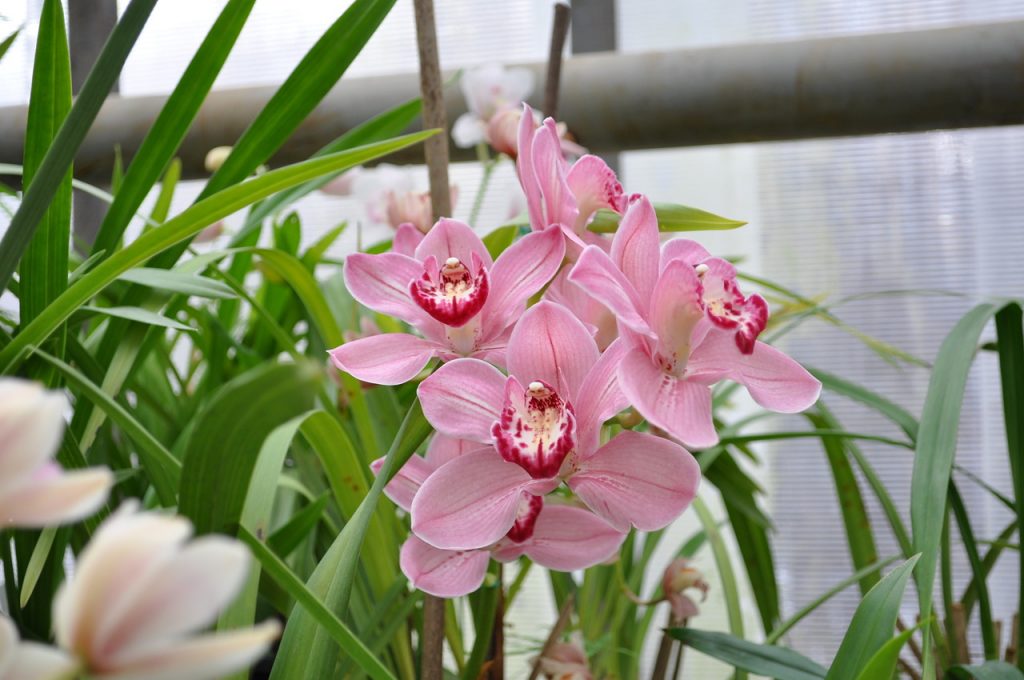9cbc92ababc678eac101acfa00602f5c Як доглядати за орхідеями в домашніх умовах в горщику, щоб цвіла: фото, догляд після покупки