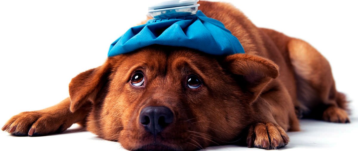 d686eb981d8e60b70d406d6af6360a10 Укус кліща у собаки: симптоми і наслідки, ознаки хвороб, після лікування в домашніх умовах