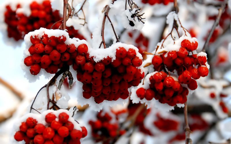  Горобина червона: рецепти приготування на зиму