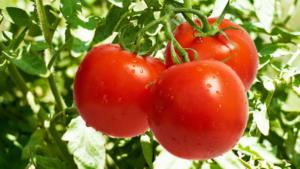 vyalenye pomidory v domashnikh usloviyakh: recepty na zimu57 Вялені помідори в домашніх умовах: рецепти на зиму