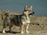 560e4cd857c00356932f6cabdf52e982 Шведський вальхунд (Вестготський шпіц): опсиание породи собак з фото і відео
