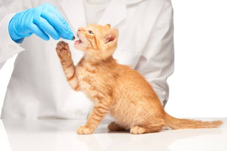 96143cd512e162a465f38fbb56fdc9e7 Ентерит у кішок і котів: симптоми і лікування | прогноз