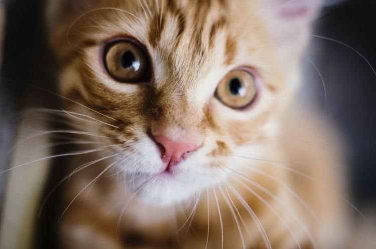  Чому у кішки або кота мокрий ніс: причини сирого і холодного носа