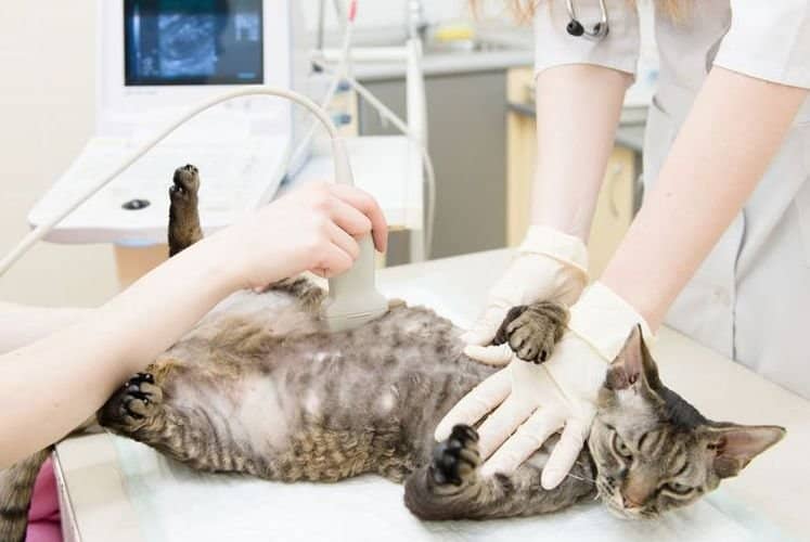 a96cdd2f077d241c4817c301e2878eb3 Ентерит у кішок і котів: симптоми і лікування | прогноз