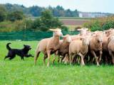 b0ee9ad279e754aba180f9c72d3fd823 Піренейська вівчарка: опис породи собак з фото і відео