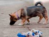 e1e55c304af813839b584a1fab3af276 Шведський вальхунд (Вестготський шпіц): опсиание породи собак з фото і відео