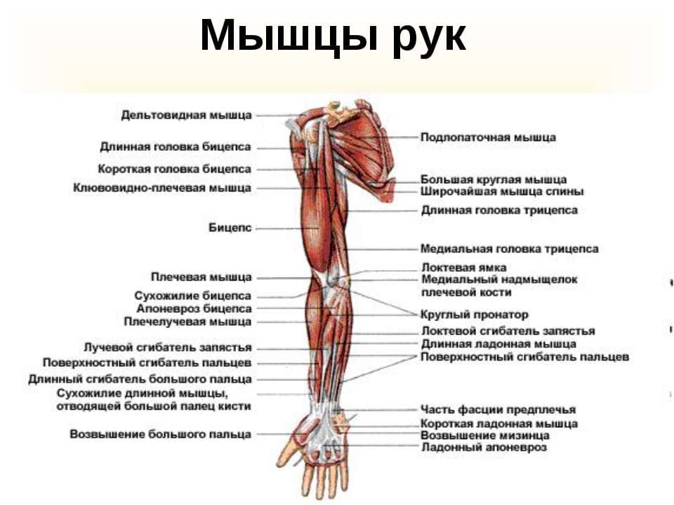 anatomiya myshc na tele cheloveka   raspolozhenie i funkcii54 Анатомія мязів на тілі людини   розташування і функції