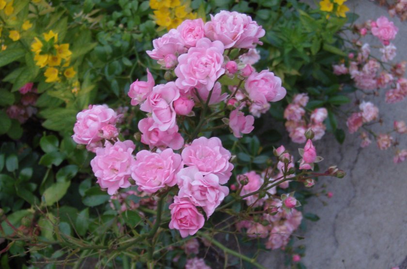 0156a16aff5b7112b505b58a83c816fa Поліантові троянди: опис та фото, вирощування і догляд в домашніх умовах, посадка, обрізка і розмноження