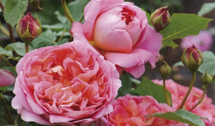 0310077afa99c6acda134cc575fe4cf6 Англійські троянди: опис з фото, особливості посадки, догляду та вирощування
