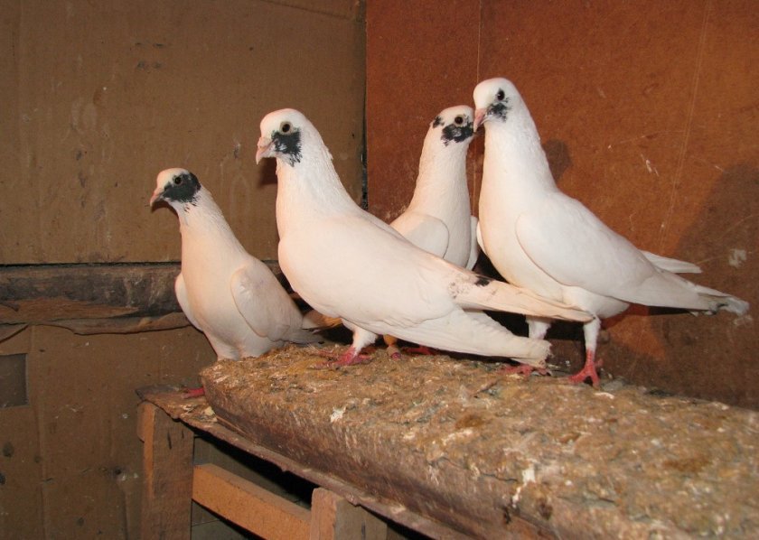 032626eb0ca0461b9a9a46ed5c26bccf Іранські голуби: опис і характеристика, ніж відмінності від інших видів, умови утримання, фото, відео