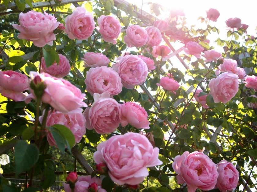 039b181d2bbbd2e957e3df87b0cd3412 Піоноподібні троянди: опис з фото, особливості садіння, вирощування та догляду, відео