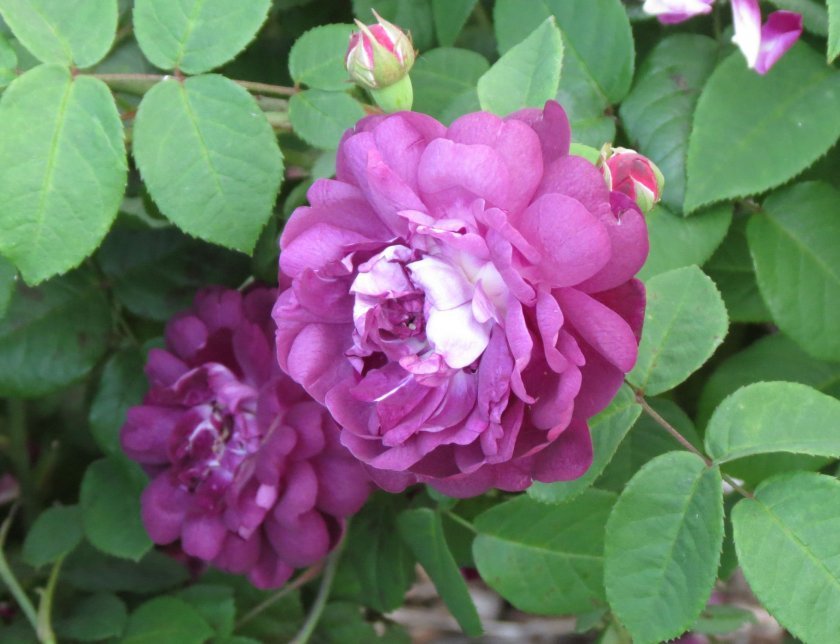 04542fc302f659f22bfb8957b16a4092 Фіолетові троянди: що означають, опис сортів з фото, основні правила вирощування та догляду