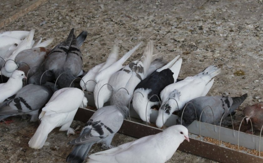 054bc96cdc4d356c62624c4afe82d15c Мясні голуби: вибір порід, як утримувати, годування і розведення, фото