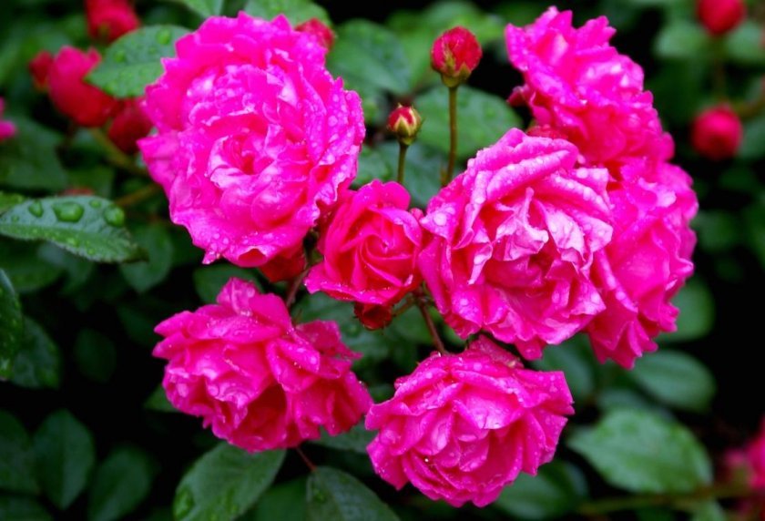 07e3597cf983b2f190d92ab65dc126ed Поліантові троянди: опис та фото, вирощування і догляд в домашніх умовах, посадка, обрізка і розмноження