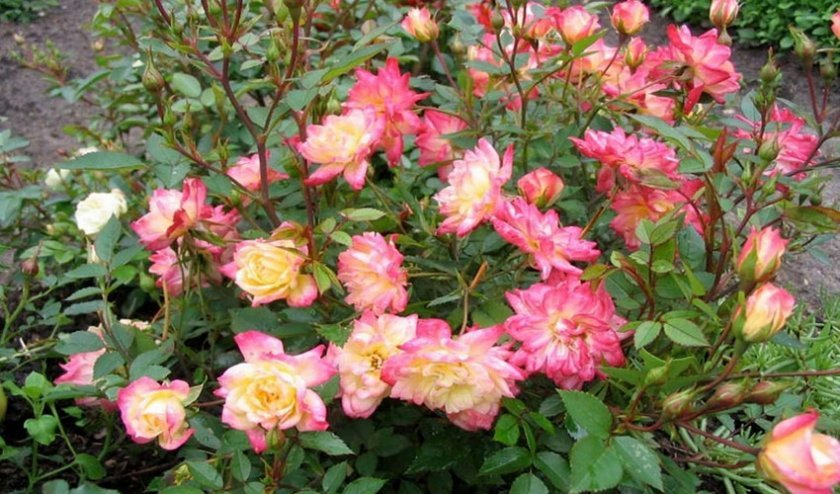 08cb0859980f5285d14dbe4113bf2991 Маленькі троянди: як називаються самі мініатюрні сорти троянд, посадка й догляд, фото