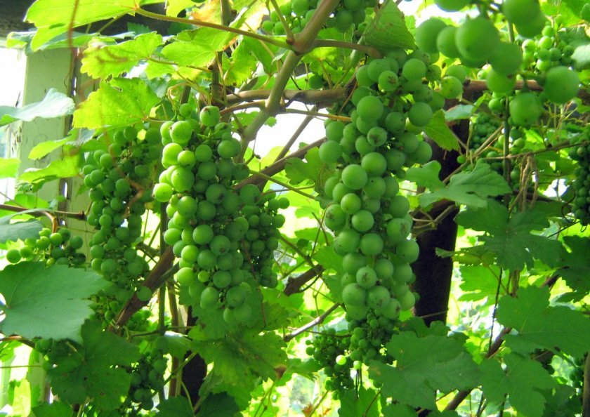 0a8419dbcdb2556e03f85c6767998397 Зелений виноград: користь і шкоду для організму, калорійність, хімічний склад і енергетична цінність