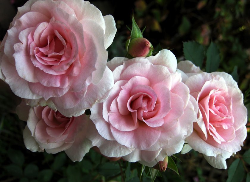 0b2b741692771c34efa79b39b50e8819 Паркові троянди: опис, посадка й догляд, вирощування, обрізка і укриття на зиму, фото, відео