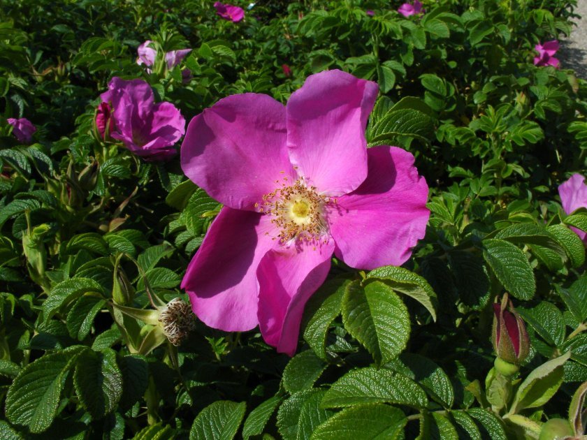 0c564fb2ebd3d011e825645f1f8e6bdc Паркові троянди: опис, посадка й догляд, вирощування, обрізка і укриття на зиму, фото, відео