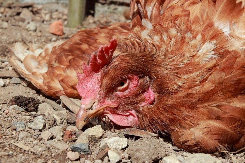 0c66abf81b28b3c44f9f6bfd9d873050 Тонка шкаралупа у курячого яйця: в чому причина, що робити, чим годувати