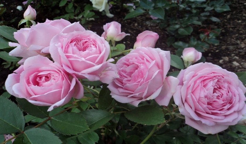 0f497b297e146f81f16de929b1e38390 Канадські троянди: опис сортів з фото, посадка й догляд, особливості вирощування