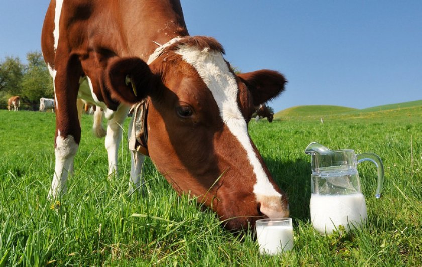 14fa14e63fc28674114339074cd0ea98 Чому після отелення корова не дає молока: що робити