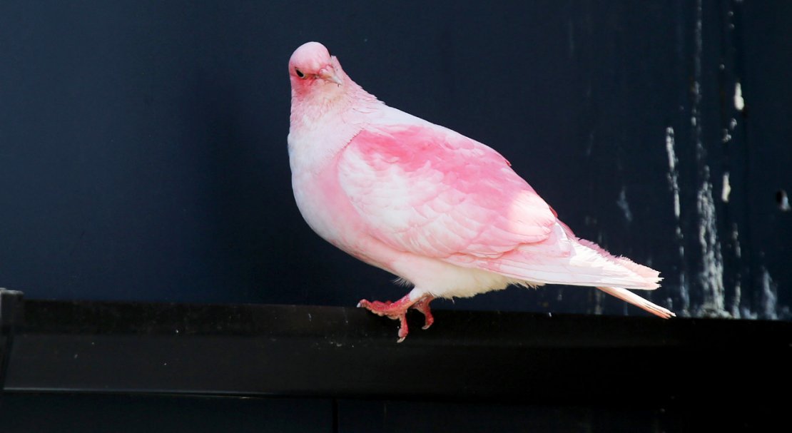 1735e80d3d2d2ea647a983876a3d518a Рожевий голуб: фото, опис породи, існує дана птах