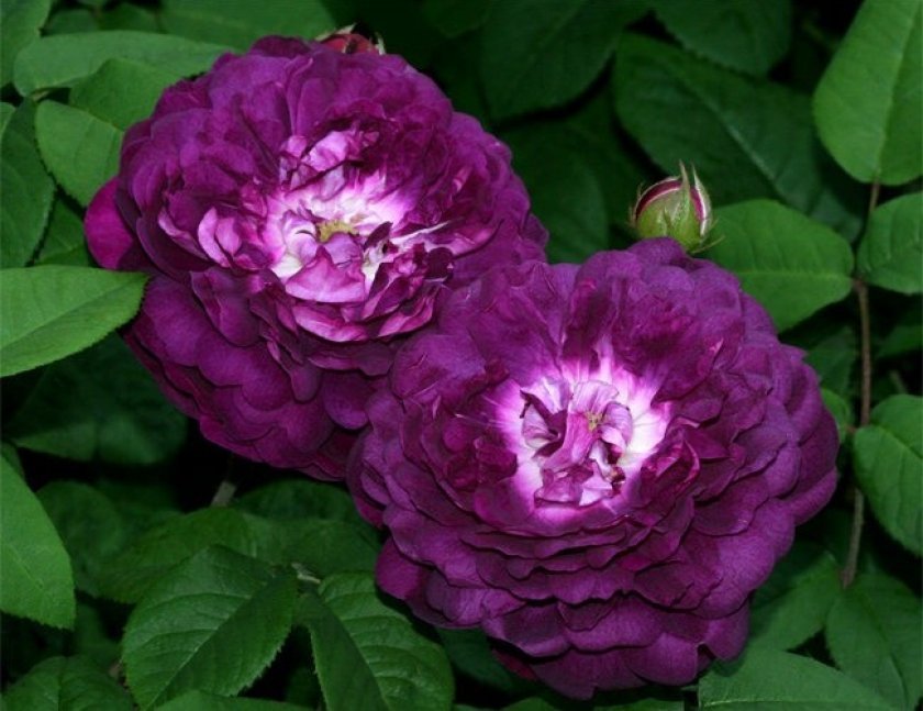 188d4e68fb9d787f7ed881e180ebcbb7 Фіолетові троянди: що означають, опис сортів з фото, основні правила вирощування та догляду