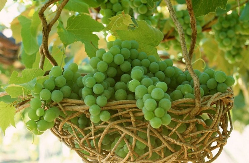 18a660350c3373a03199e17b16373478 Зелений виноград: користь і шкоду для організму, калорійність, хімічний склад і енергетична цінність
