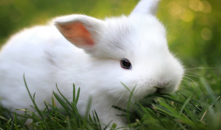 19e3637b68c6077f7462774e287e3bff Яку можна давати траву кроликам, а яку давати не можна: особливості годівлі, фото