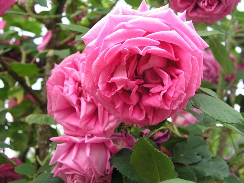 1b41f394222e359fd6de804c422c14c5 Паркові троянди: опис, посадка й догляд, вирощування, обрізка і укриття на зиму, фото, відео